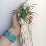 Macrame Rope Plant Wall Hanging - Boho Home Decor